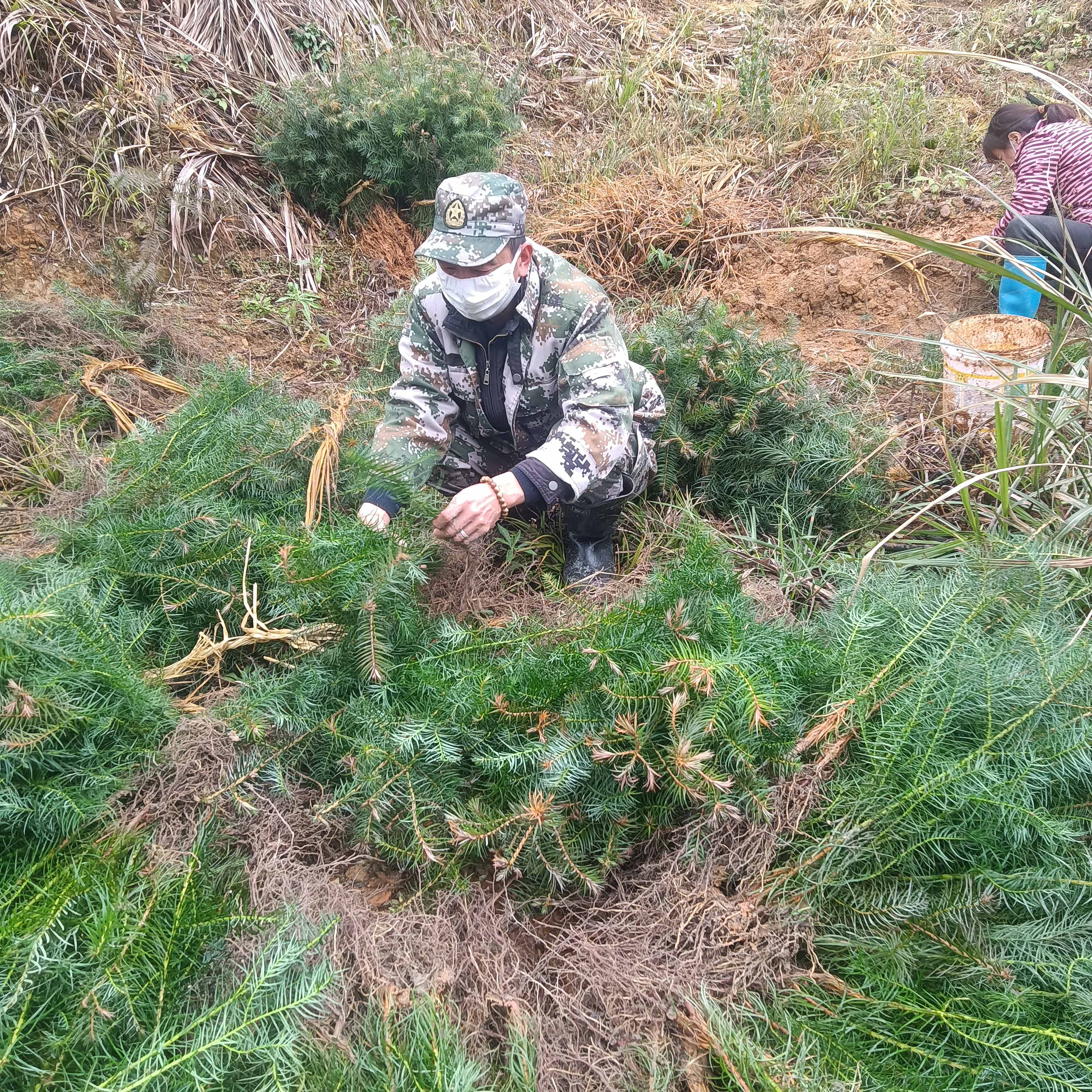 春风拂绿，万象更新，植树造林正当时